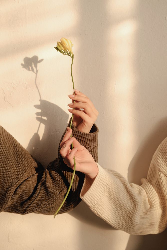 Two hands holding a flower against a light background